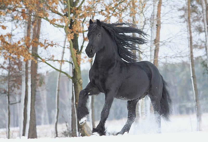 friesian horse pictures